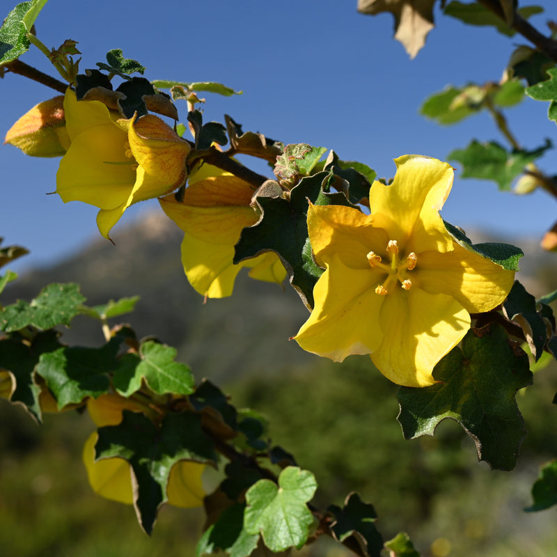 "Fremontodendron californicum 'San Gabriel' kz02" by Krzysztof Ziarnek, Kenraiz is licensed under CC BY-SA 4.0.