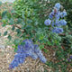 Frosty Blue Ceanothus