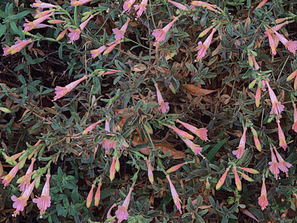 "H20121006-5803—Epilobium canum 'Marin's Pink'—RPBG (10062592085)" by John Rusk from Berkeley, CA, United States of America is licensed under CC BY 2.0. To view a copy of this license, visit https://creativecommons.org/licenses/by/2.0/?ref=openverse.