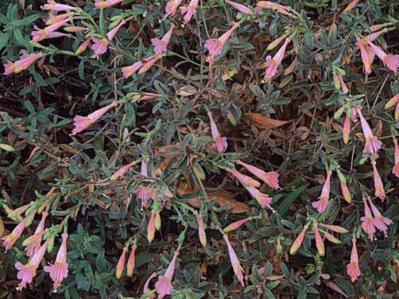 "H20121006-5803—Epilobium canum 'Marin's Pink'—RPBG (10062592085)" by John Rusk from Berkeley, CA, United States of America is licensed under CC BY 2.0. To view a copy of this license, visit https://creativecommons.org/licenses/by/2.0/?ref=openverse.
