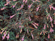 "H20121006-5803—Epilobium canum 'Marin's Pink'—RPBG (10062592085)" by John Rusk from Berkeley, CA, United States of America is licensed under CC BY 2.0. To view a copy of this license, visit https://creativecommons.org/licenses/by/2.0/?ref=openverse.