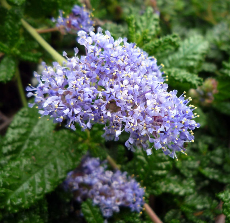 "Ceanothus hearstiorum" by badthings is licensed under CC BY-NC-ND 2.0.