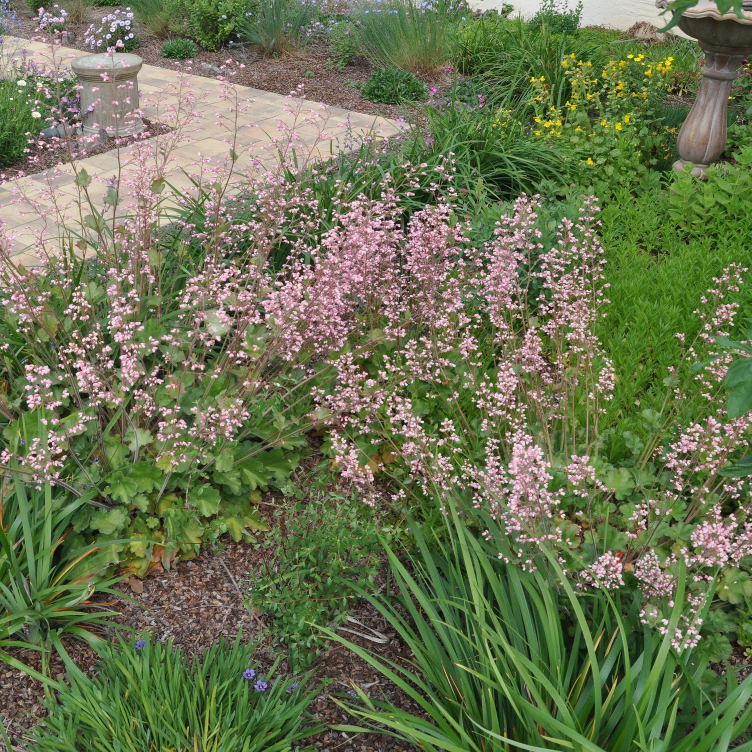 Old La Rochette Alumroot