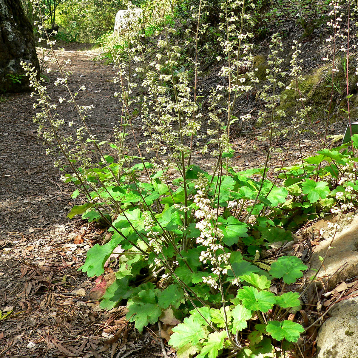 "Heuchera maxima 2" by Stan Shebs is licensed under CC BY-SA 3.0. To view a copy of this license, visit https://creativecommons.org/licenses/by-sa/3.0/?ref=openverse.