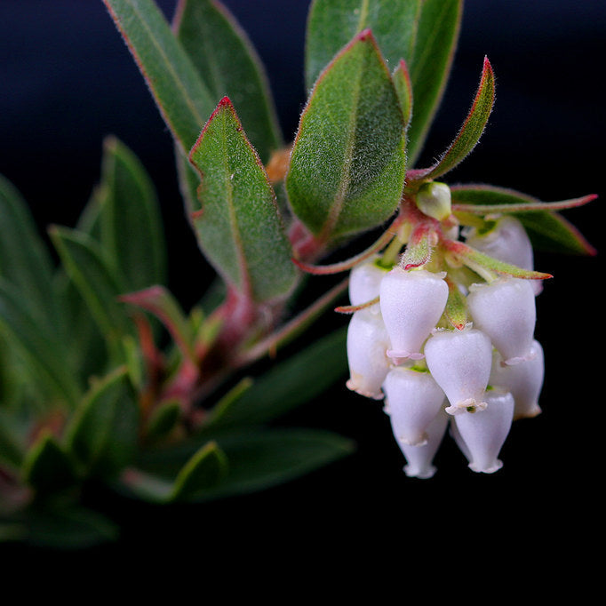 Howard McMinn Manzanita - Compact Native Arctostaphylos | Pink Flowers ...