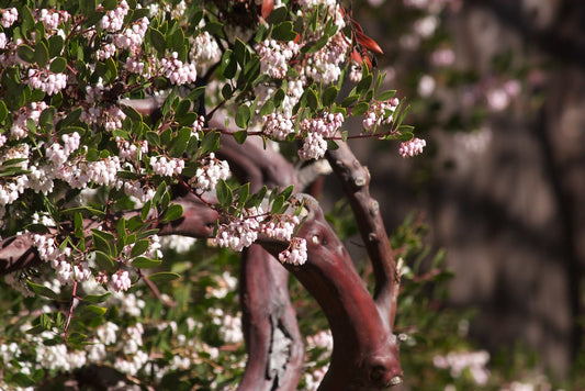 "Arctostaphylos 'Howard McMinn'" by campsjc is licensed under CC BY-NC 2.0.