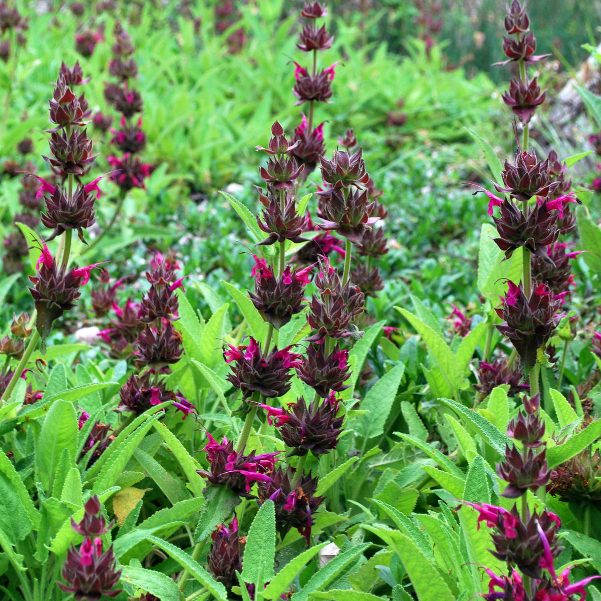 "Salvia spathacea" by briweldon is licensed under CC BY 2.0. To view a copy of this license, visit https://creativecommons.org/licenses/by/2.0/?ref=openverse.
