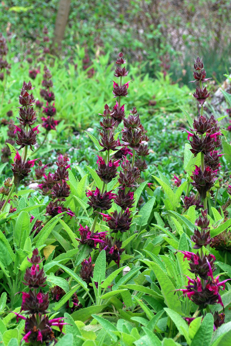 "Salvia spathacea" by briweldon is licensed under CC BY 2.0. To view a copy of this license, visit https://creativecommons.org/licenses/by/2.0/?ref=openverse.