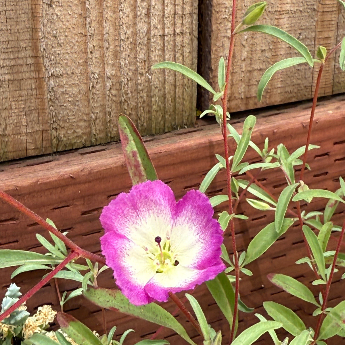 Pismo Clarkia