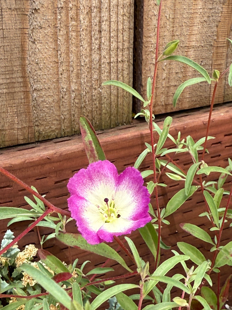 Pismo Clarkia