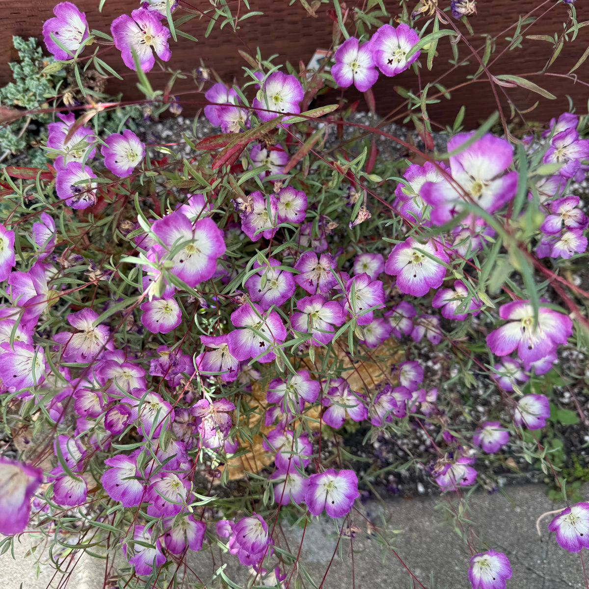 Pismo Clarkia
