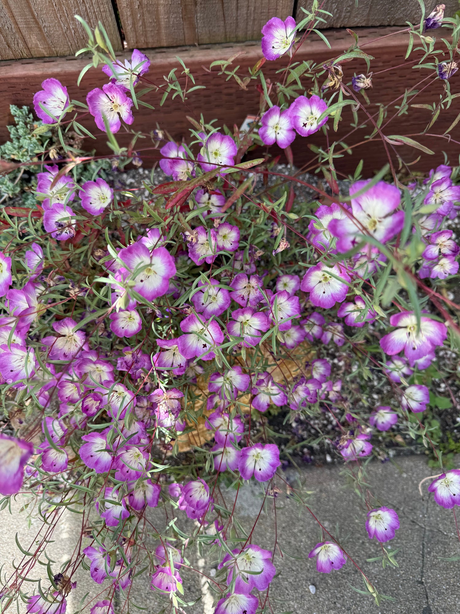 Pismo Clarkia