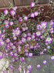 Pismo Clarkia