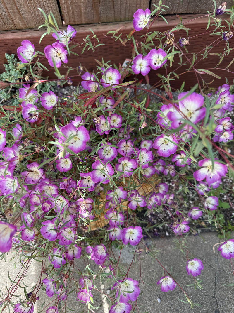 Pismo Clarkia
