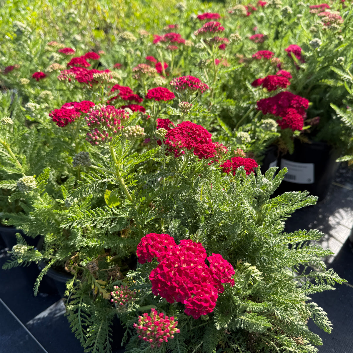 Pomegranate Common Yarrow