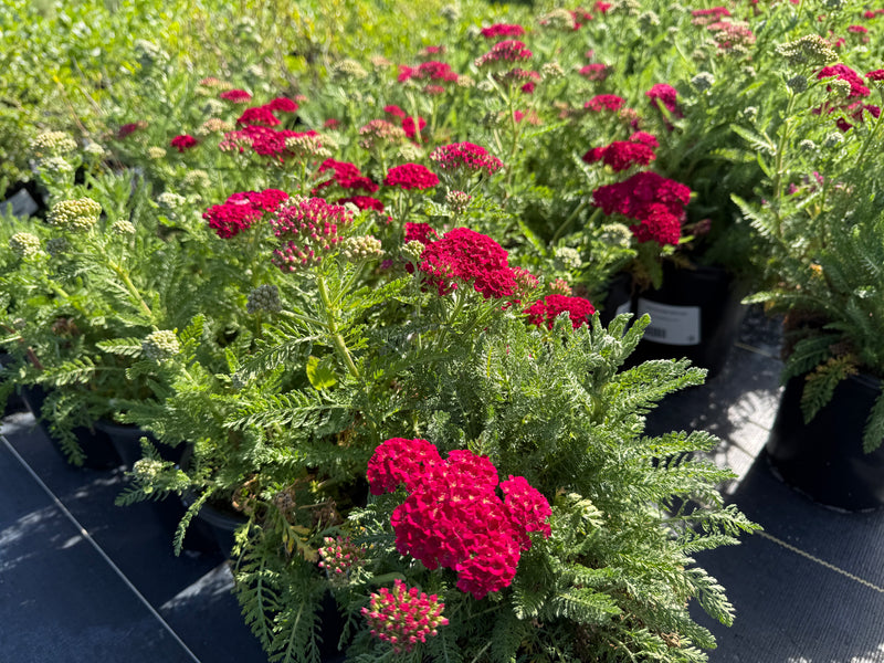 Pomegranate Common Yarrow