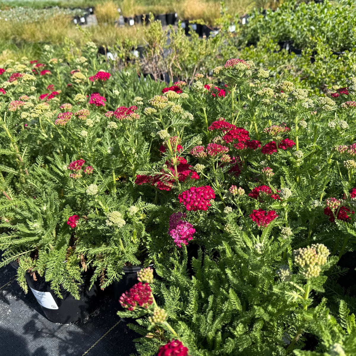 Pomegranate Common Yarrow