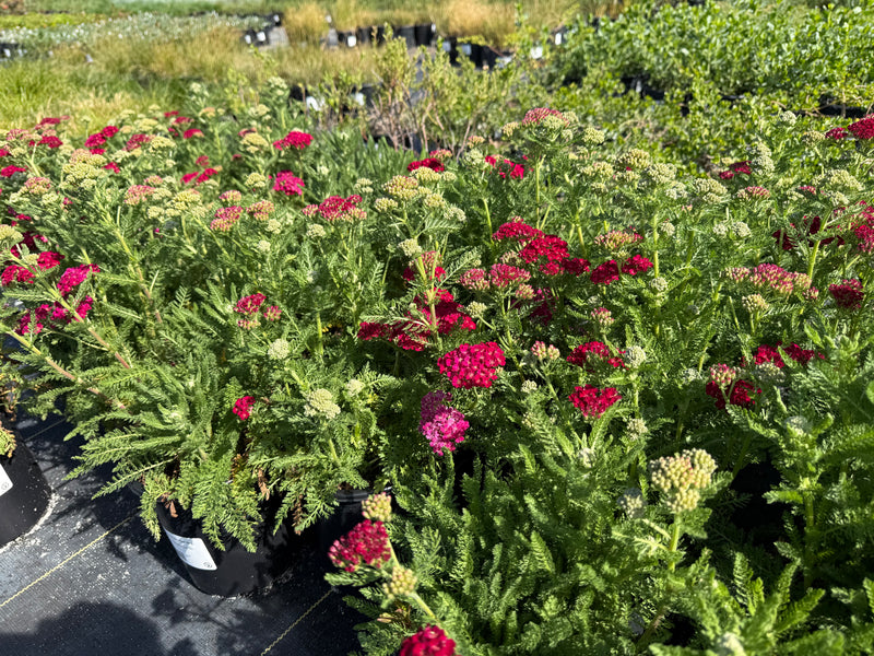 Pomegranate Common Yarrow