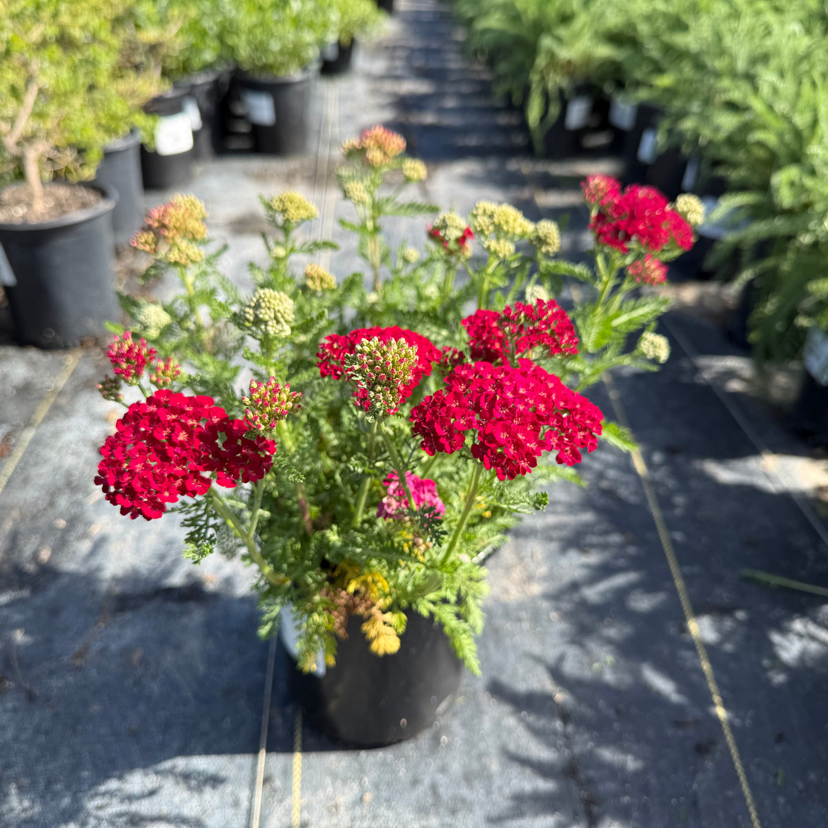 Pomegranate Common Yarrow