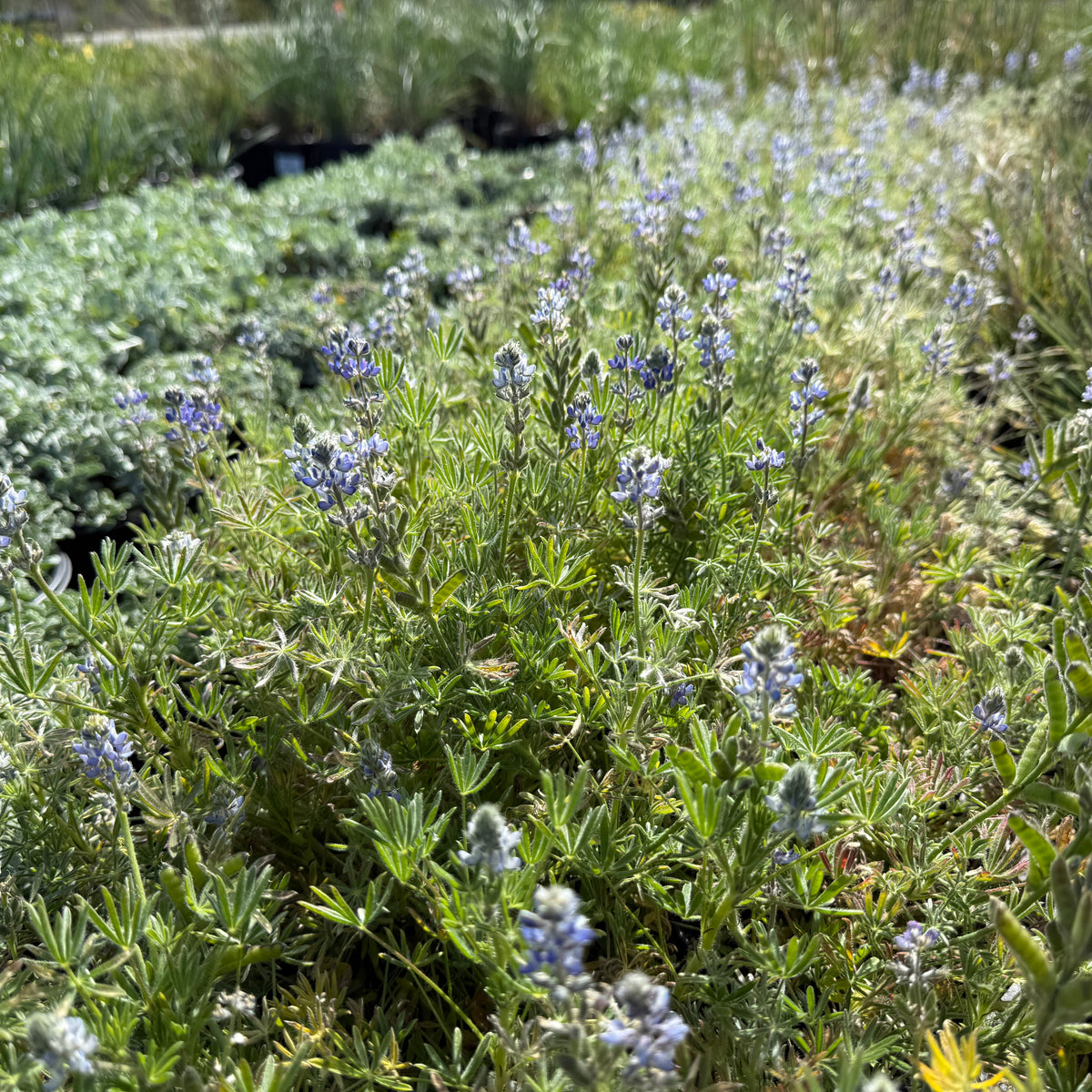 Bicolor/Miniature Lupine