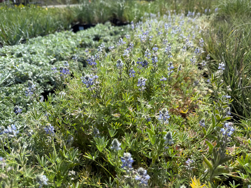 Bicolor/Miniature Lupine