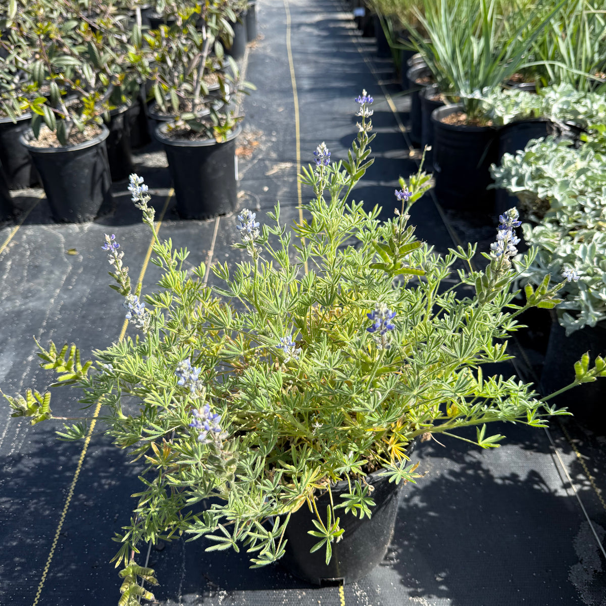 Bicolor/Miniature Lupine