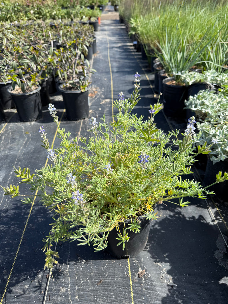 Bicolor/Miniature Lupine