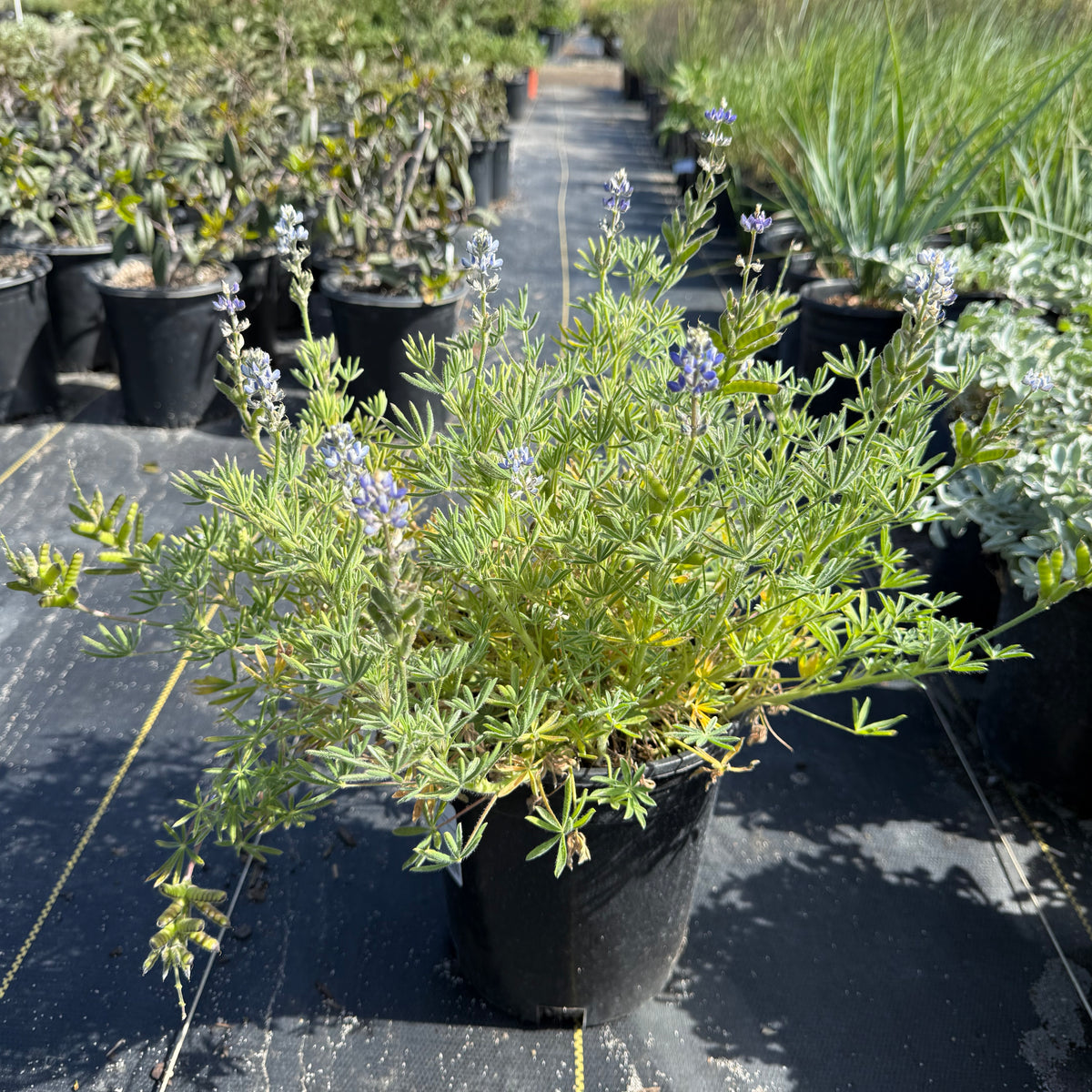 Bicolor/Miniature Lupine