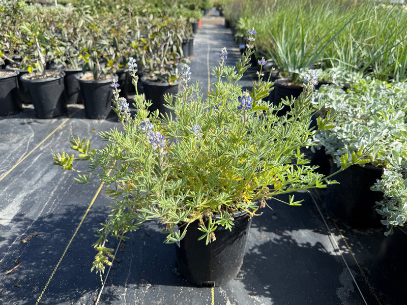 Bicolor/Miniature Lupine
