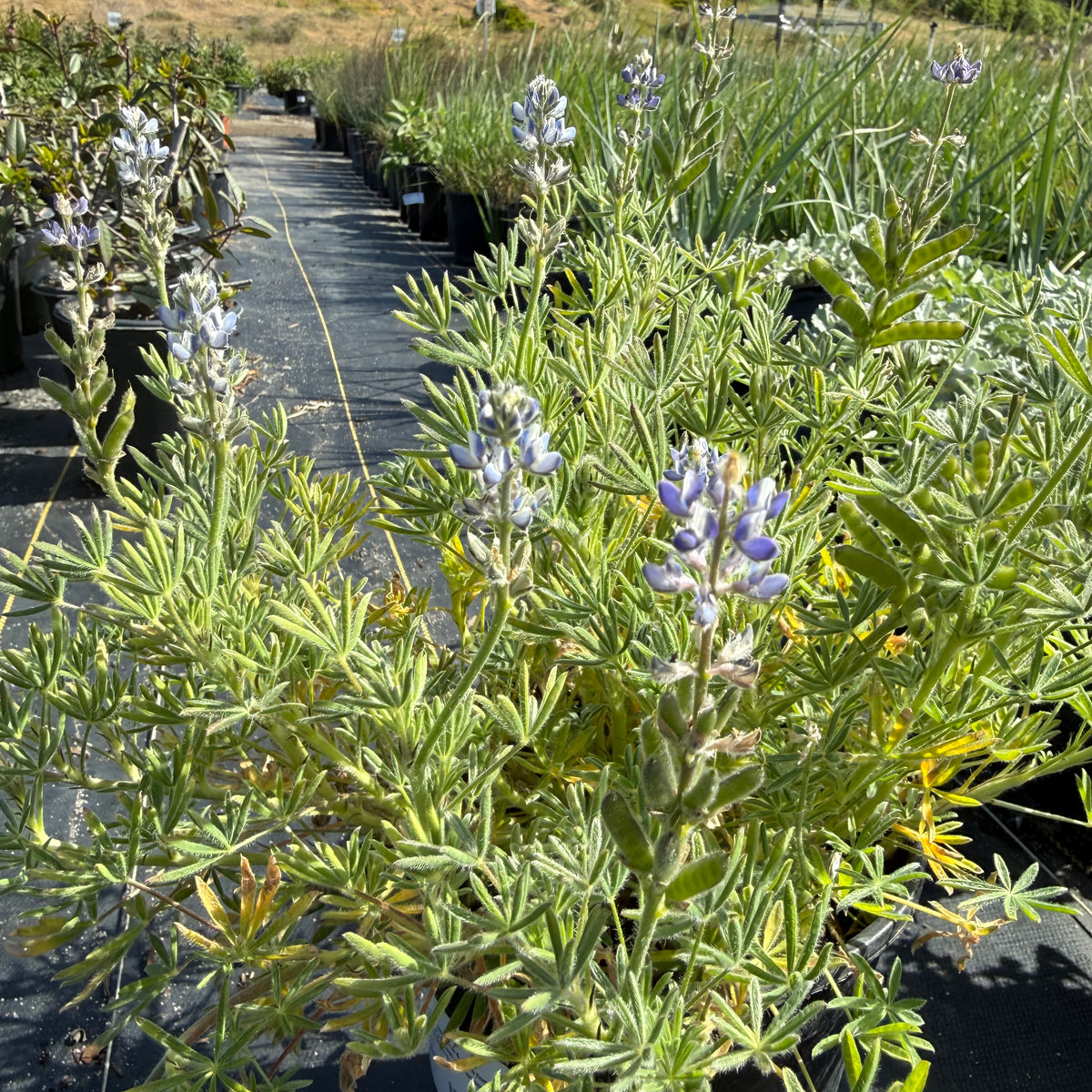 Bicolor/Miniature Lupine