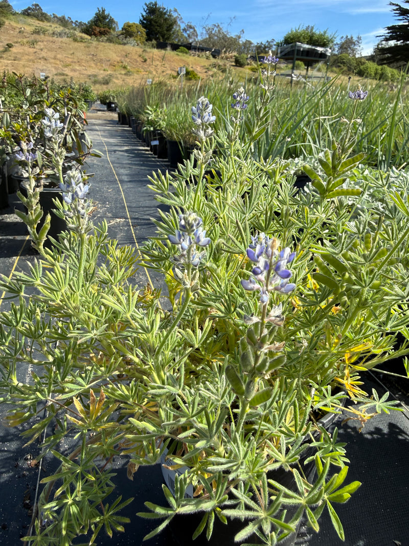 Bicolor/Miniature Lupine