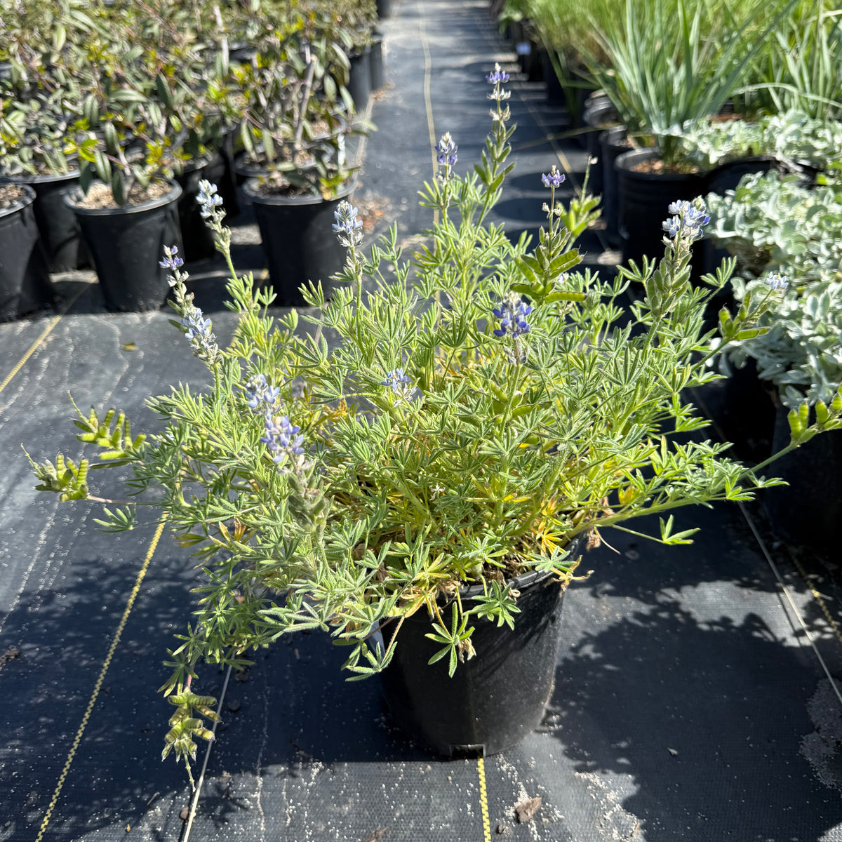Bicolor/Miniature Lupine