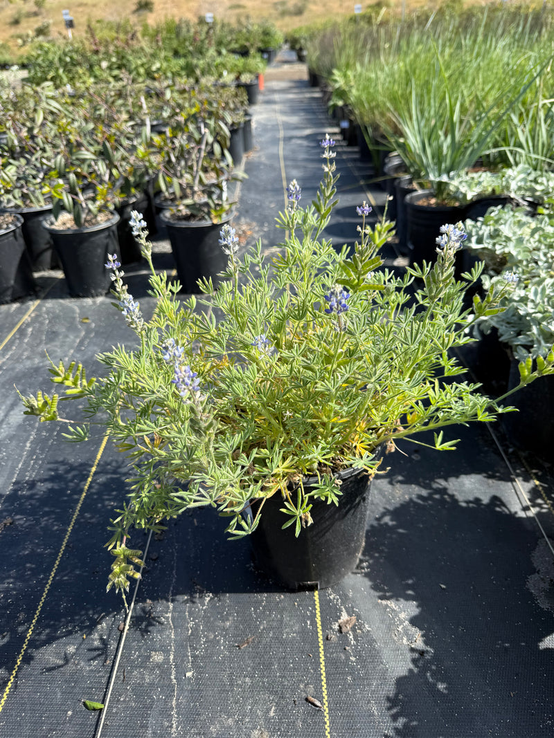 Bicolor/Miniature Lupine