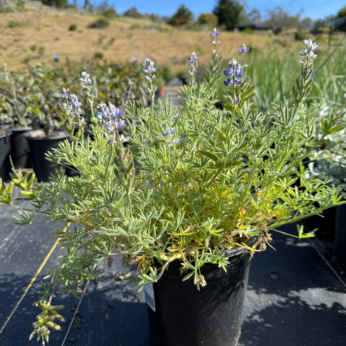 Bicolor/Miniature Lupine