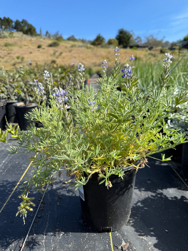 Bicolor/Miniature Lupine