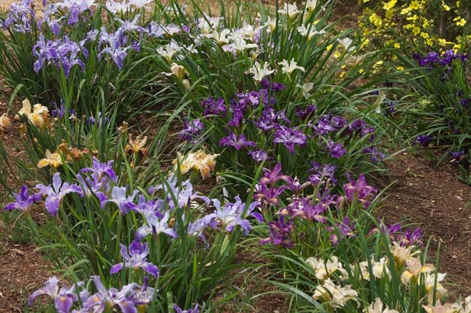 Iris PCH Mix Flower