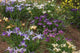 Iris PCH Mix Flower