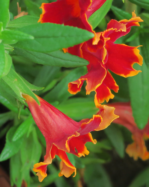 "J20150929-0021—Mimulus 'Fiesta Marigold' PPAF—RPBG Plant Sale (21821874856)" by John Rusk from Berkeley, CA, United States of America is licensed under CC BY 2.0. To view a copy of this license, visit https://creativecommons.org/licenses/by/2.0/?ref=openverse.
