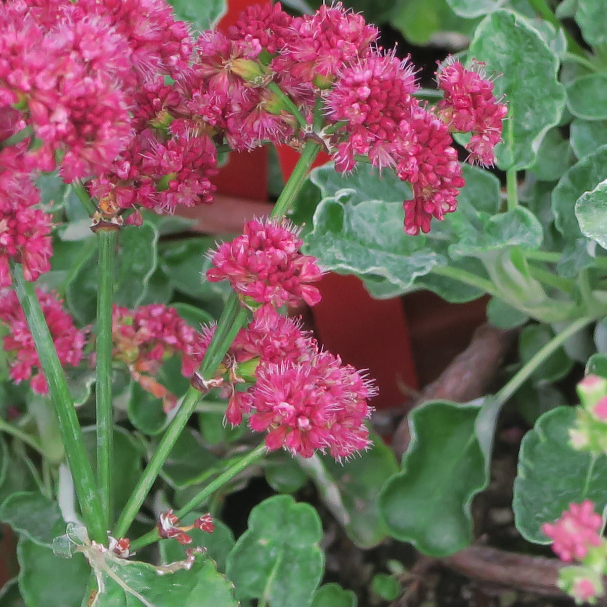 "J20150929-0072—Eriogonum grande var rubescens—RPBG Plant Sale (21634374770)" by John Rusk from Berkeley, CA, United States of America is licensed under CC BY 2.0. To view a copy of this license, visit https://creativecommons.org/licenses/by/2.0/?ref=openverse.
