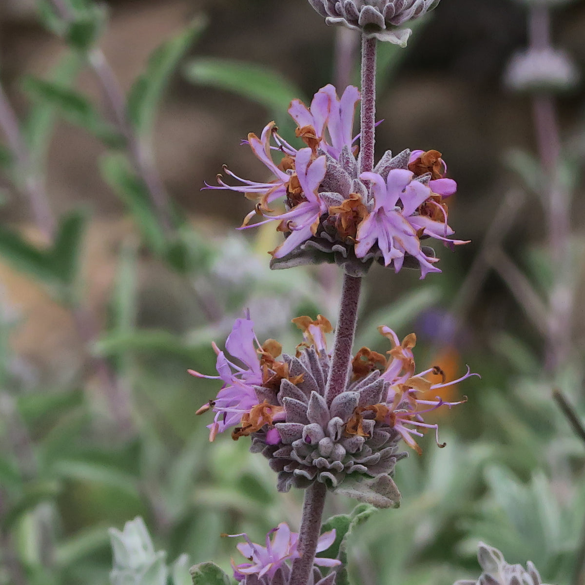 "J20160401-0073—Salvia leucophylla—RPBG (26007149150)" by John Rusk from Berkeley, CA, United States of America is licensed under CC BY 2.0. To view a copy of this license, visit https://creativecommons.org/licenses/by/2.0/?ref=openverse.
