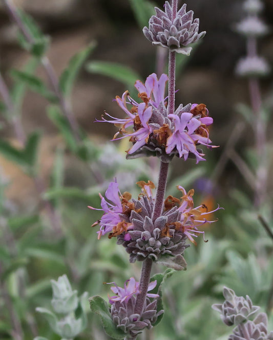"J20160401-0073—Salvia leucophylla—RPBG (26007149150)" by John Rusk from Berkeley, CA, United States of America is licensed under CC BY 2.0. To view a copy of this license, visit https://creativecommons.org/licenses/by/2.0/?ref=openverse.
