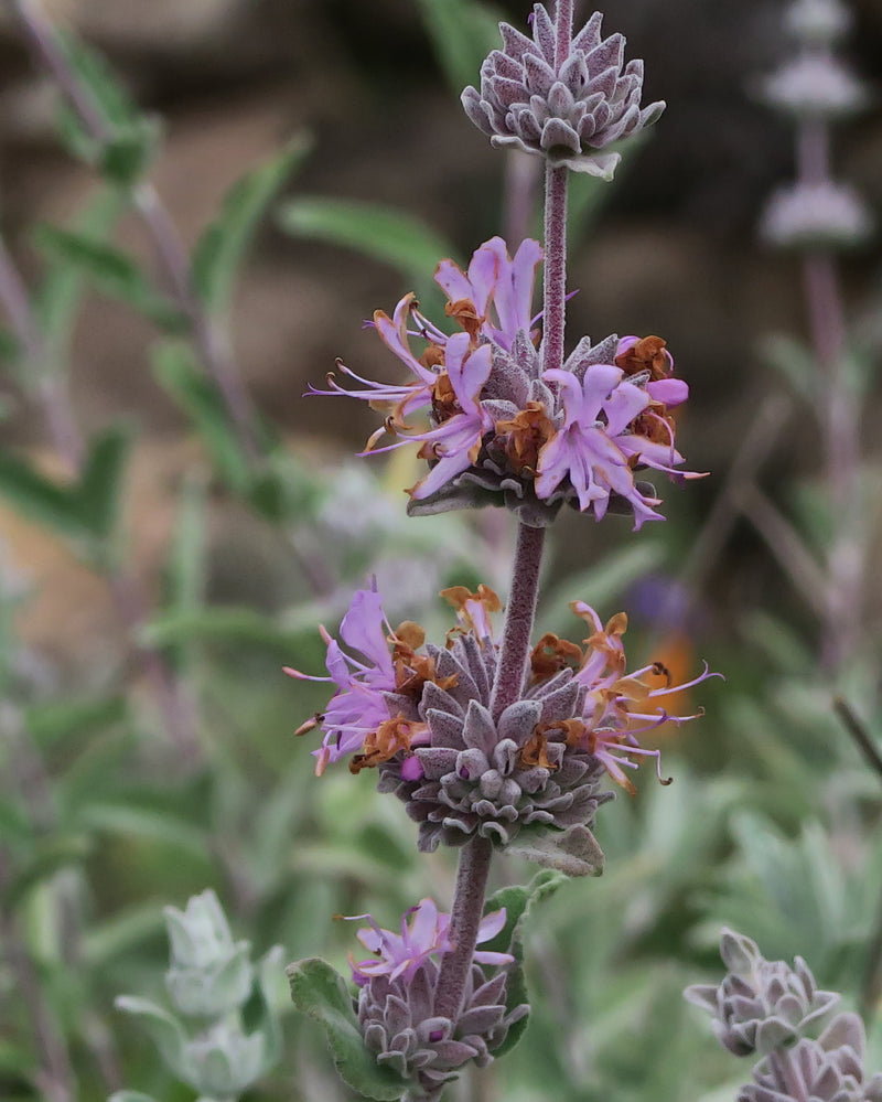 "J20160401-0073—Salvia leucophylla—RPBG (26007149150)" by John Rusk from Berkeley, CA, United States of America is licensed under CC BY 2.0. To view a copy of this license, visit https://creativecommons.org/licenses/by/2.0/?ref=openverse.
