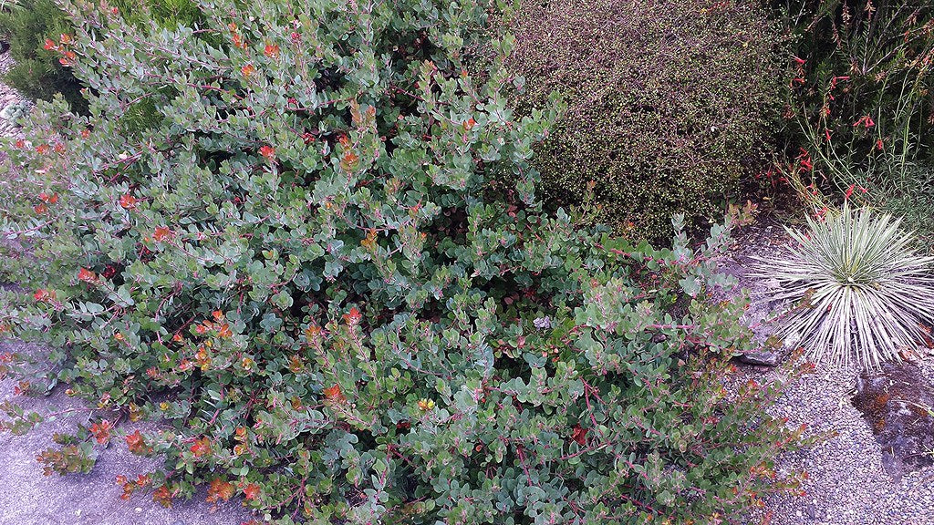 "Arctostaphylos 'John Dourley'" by edgeplot is licensed under CC BY-NC-SA 2.0.