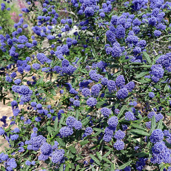 "Ceanothus 'Joyce Coulter', Arcadia, LA County Arboretum, 2019.03.19 (02)" by Vahe Martirosyan is licensed under CC BY-SA 2.0.