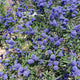 "Ceanothus 'Joyce Coulter', Arcadia, LA County Arboretum, 2019.03.19 (02)" by Vahe Martirosyan is licensed under CC BY-SA 2.0.