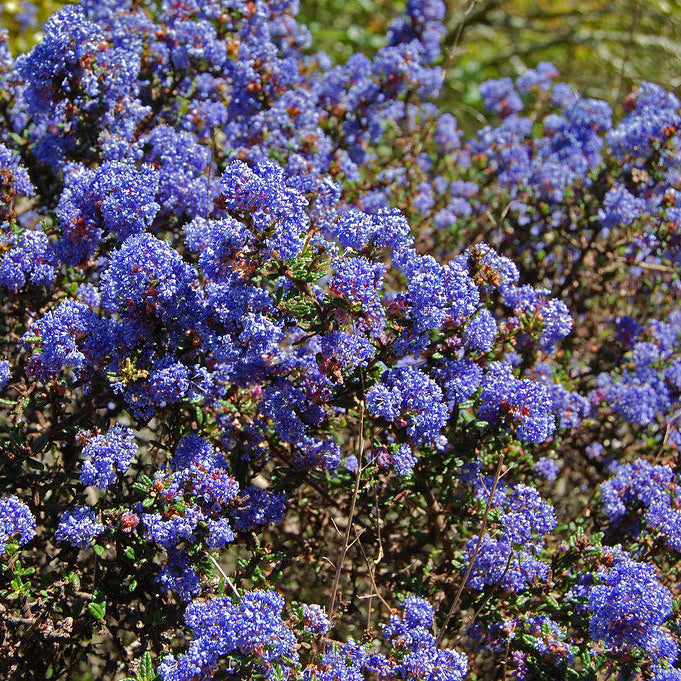 "Ceanothus 'Julia Phelps'" by FarOutFlora is licensed under CC BY-NC-ND 2.0.