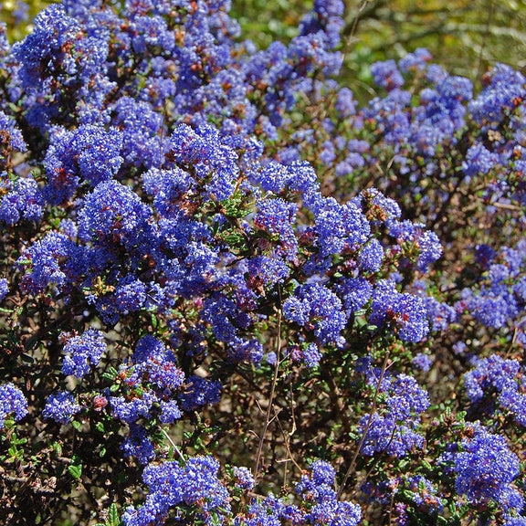 "Ceanothus 'Julia Phelps'" by FarOutFlora is licensed under CC BY-NC-ND 2.0.