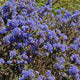 "Ceanothus 'Julia Phelps'" by FarOutFlora is licensed under CC BY-NC-ND 2.0.