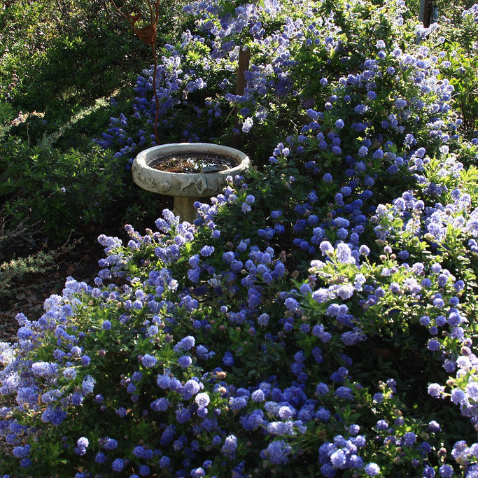 "Ceanothus and bird bath" by CountryMouse13 is licensed under CC BY 2.0.
