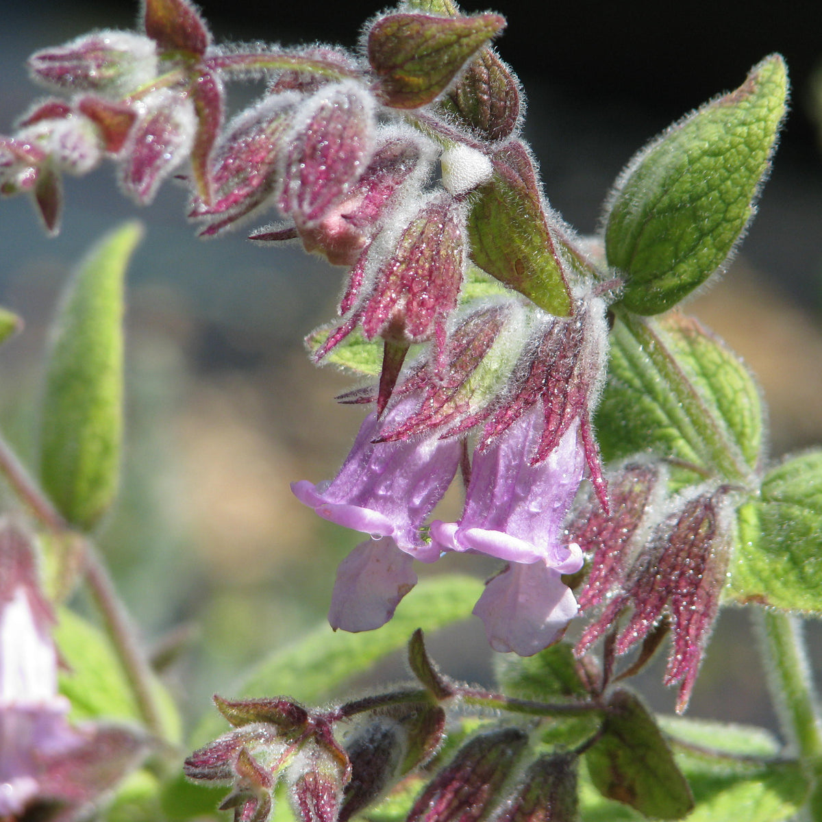 "Lepechinia fragrans (14214230079)" by peganum from Henfield, England is licensed under CC BY-SA 2.0. To view a copy of this license, visit https://creativecommons.org/licenses/by-sa/2.0/?ref=openverse.
